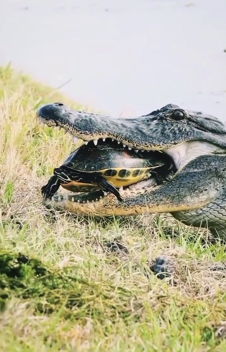 nile crocodile